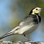 pied wagtail